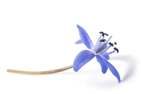 Two-leaf squill Stock Photos