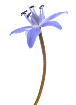 Two-leaf squill Stock Photos