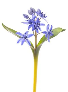 Two-leaf squill Stock Photos
