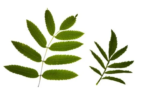 Two leaf  on a white background 스톡 사진
