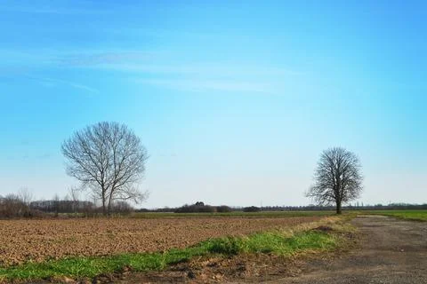 Two leafless deciduous trees in rural environment. Trees on spring field Stock Photos