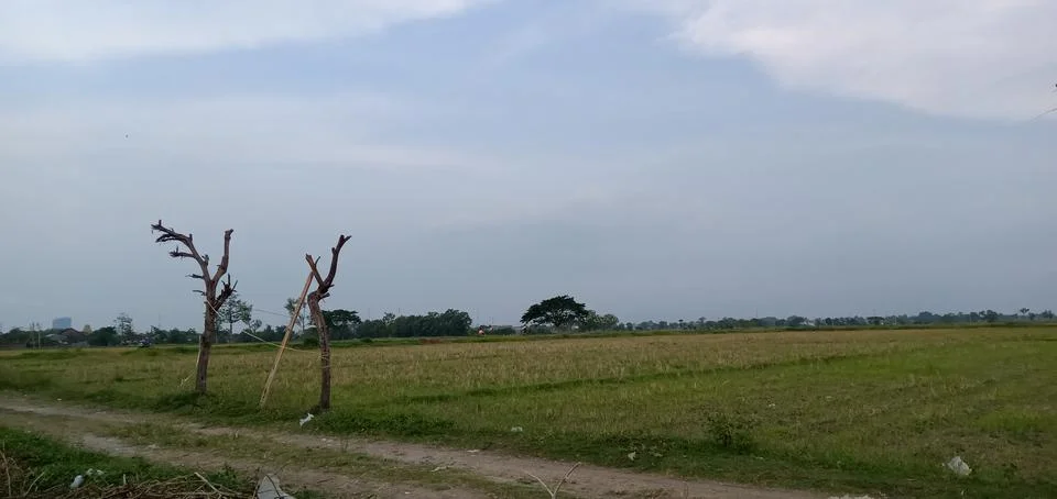 Two Leafless Log Stock Photos