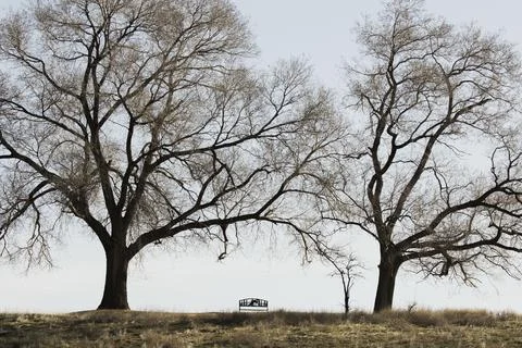 Two leafless trees framing a park bench. Stock Photos