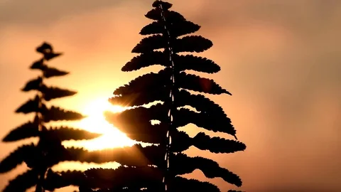 Two leafs backlit against the direct sunlight and sunset Stock Footage 76809598