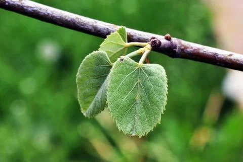 Two leafs Stock Photos