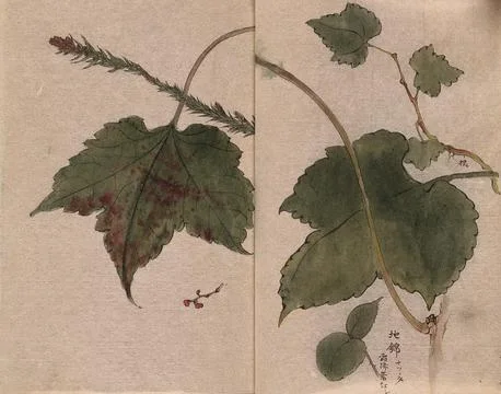 Two leafy stems with fruit, one is possibly of Boston ivy (Parthenocissus t.. Stock Illustration