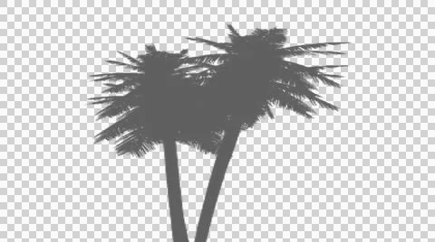 Two leaning palm trees in a soft gray silhouette isolated on transparent ba.. Illustrazione stock