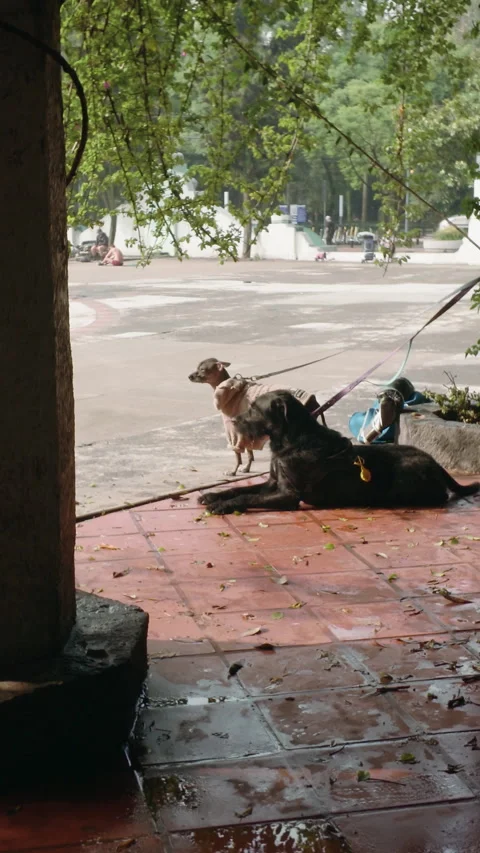 Two leashed dogs sitting still Vídeos de archivo 343894366