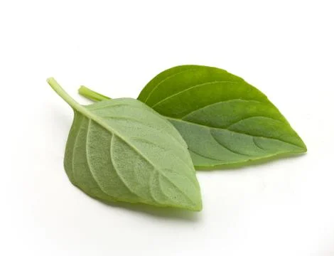 Two leaves of basil Stock Photos