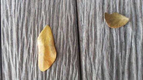 Two Leaves Fall 库存照片