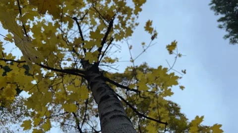 Two leaves fall from the tree Stock Footage 224695216