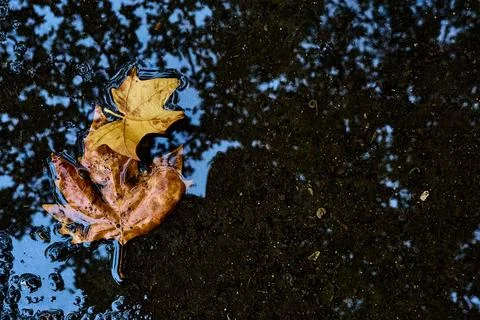 Two leaves floating in a puddle Stock-Fotos