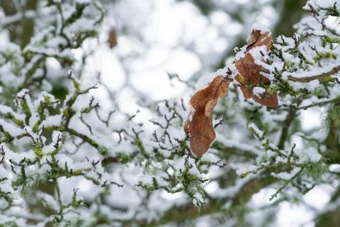 Two Leaves Left Stock Photos