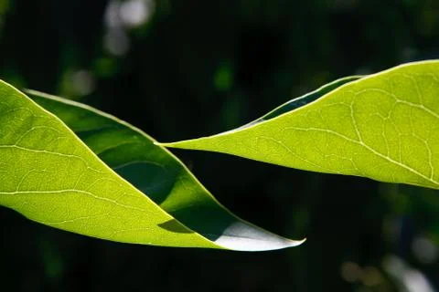 Two leaves of lilac Stock Photos