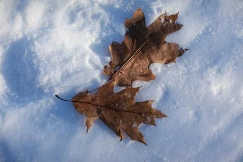 Two leaves of oak in the snow Stock Photos