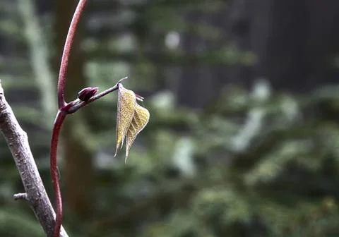 Two leaves Stock Photos