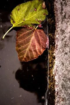 Two leaves Stock Photos