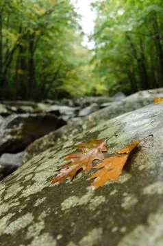 Two leaves on river rock Stock Photos