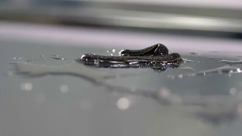 Two leeches lying in water drops. Video stock 79038394