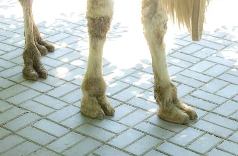 Two legs of a camel Stock Photos