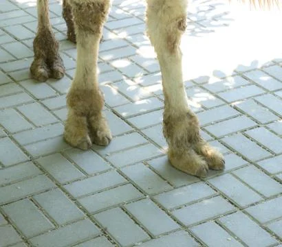 Two legs of a camel Stock Photos