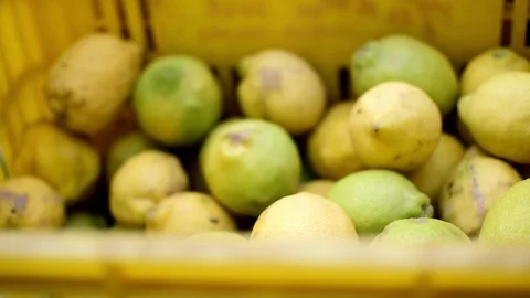 Two Lemon boxes freshly cuaght in Spain. Stock-Footage 117369863