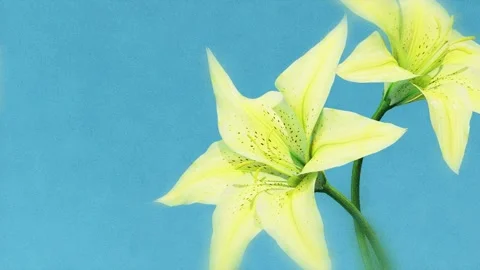 Two lemon yellow lilies gently blooming on dark blue background in trendy r.. Stock Footage 336087737