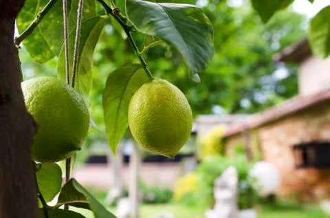 Two lemons in a backyard Stock Photos