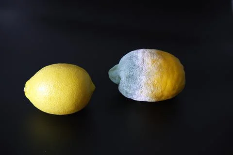 Two lemons on a black background, where one fruit is fresh and the other is.. Stock Photos