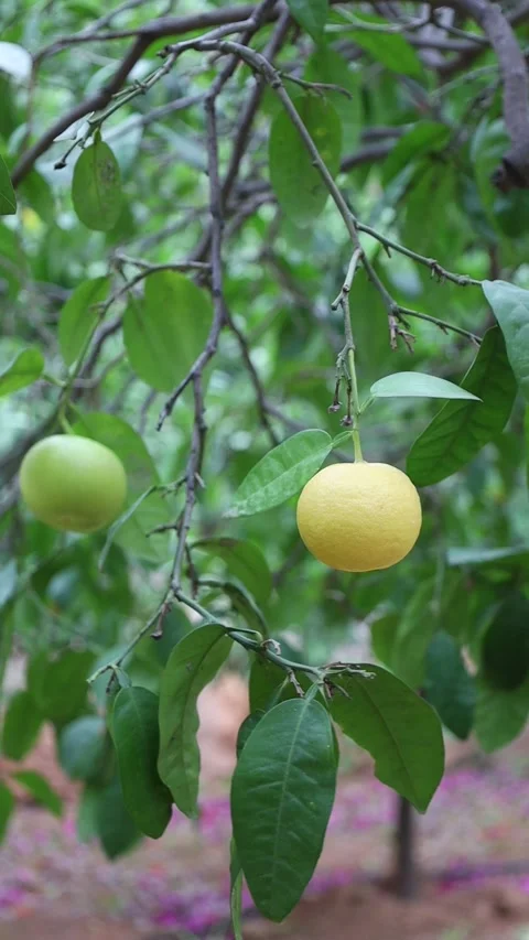 Two lemons at different ripening stages on tree 스톡 동영상 327971937