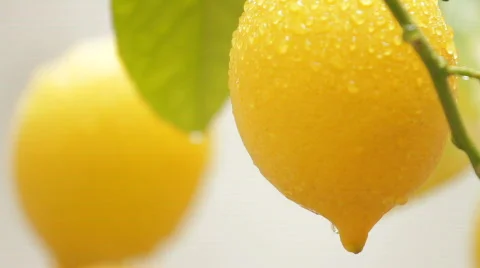 Two Lemons 库存影片 779977