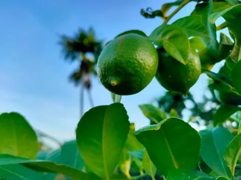 Two lemons hanging from lemon tree with  green leaves and blue sky in backgro Foto stock