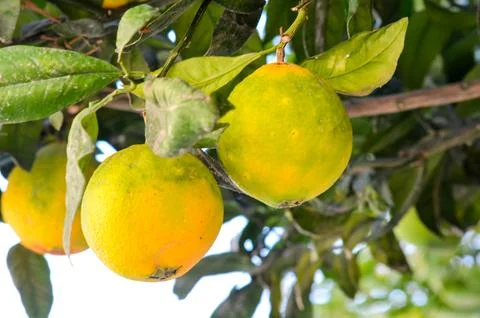 Two Lemons Hanging on a Tree in a Lush Garden Stock Photos