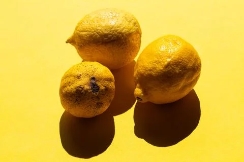 Two lemons next to one rotten one. Concept of food waste and spoiled food rot Stock Photos