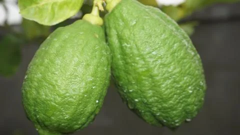 Two lemons Stock Photos