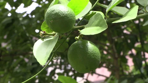 Two lemons ripening in the sun on their branch naturally Stock Footage 157836087