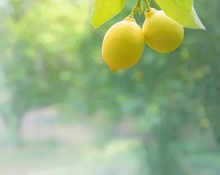 Two lemons on a tree branch with soft focused lemon garden on background Stock Photos