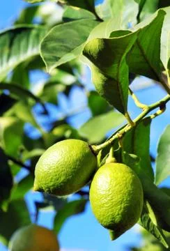 Two lemons on tree Stock Photos