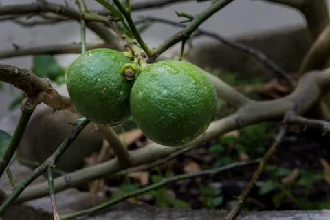 Two lemons on tree Stock Photos