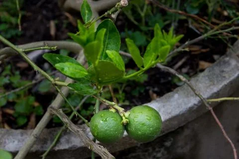 Two lemons on tree Stock Photos