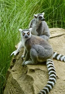 Two lemur animals Stock Photos