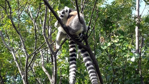 Two Lemur  kata ,  Close up Wild lemur,wild nature  Madagascar Stock Footage 100442737