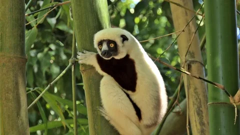 Two Lemur - Sifakas Madagascar 2 Video stock 103201092