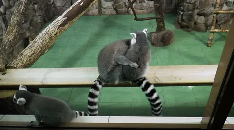 Two lemur sitting on a bench in an embrace. Mammals Stock Footage 68313835