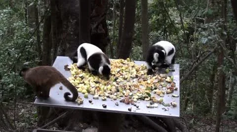 Two lemurs and capuchin monkey Stock Footage 12104489