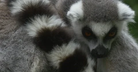Two Lemurs Are Embracing With Tail, Closeup Stock Footage 51622685