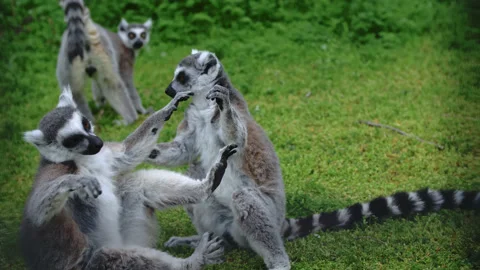 Two lemurs are having fun with each other. A cute group of funny pussies. Funny Stock Footage 159644014
