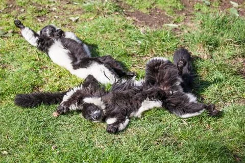 Two lemurs asleep Stock Photos