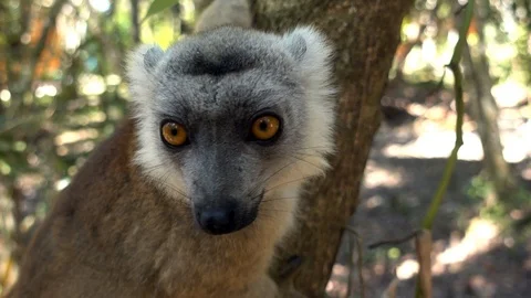 Two lemurs - Black-and-white ruffed lemur and brown lemur.Madagascar 4K Stock Footage 125899130