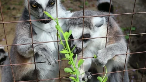 Two lemurs eating leaves from a bush Stock Footage 221644065